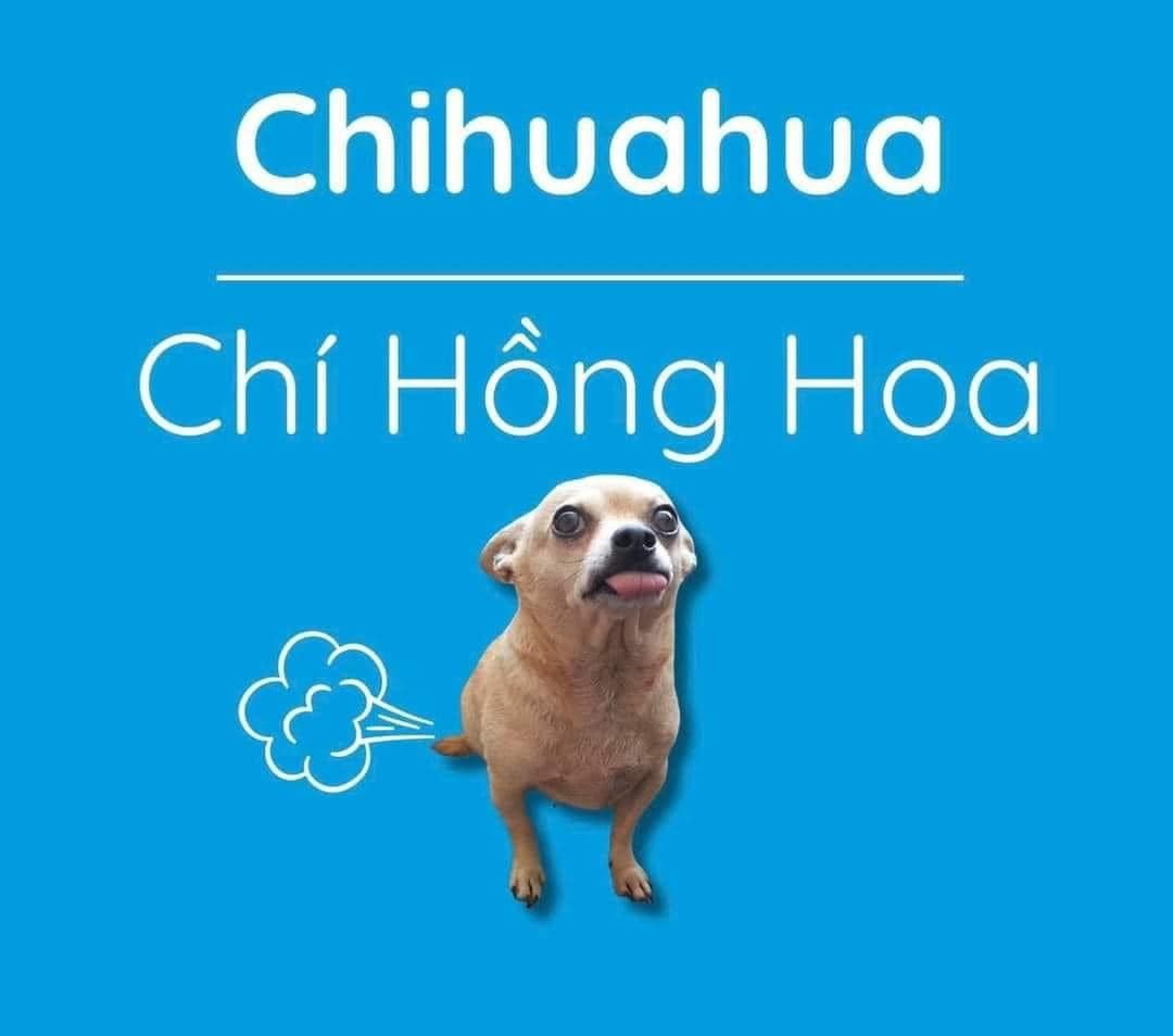 Chihuahua là giống chó lâu đời nhất ở châu Mỹ và là giống chó có thân hình nhỏ nhất trong mọi loài chó trên thế giới. Tên của giống chó này được lấy từ tên của bang Chihuahua của México, nơi mà các nhà thám hiểm đã tìm ra chúng. Thế nhưng khi được Việt hóa thì nghe khá kì: "Chí Hồng Hoa".