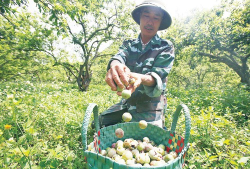 Huyện Mộc Châu (Sơn La) có 700ha diện tích trồng mận, trong đó thung lũng Nà Ka (thuộc xã Tân Lập, tiểu khu Pa Khen I) được cho là thủ phủ của vùng mận. Những khu đất mênh mông trải một màu xanh của lá và quả mận sắp vào vụ thu hoạch. Tuy nhiên, vựa mận năm nay mất mùa nghiêm trọng do bị ảnh hưởng bởi mưa đá hồi trung tuần tháng 4/2018.