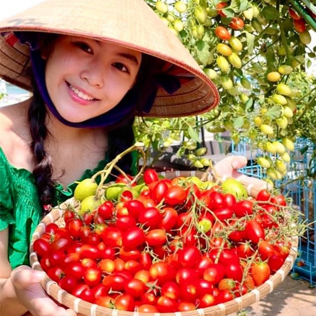 Bà xã  Quyền Linh chia sẻ lên trang cá nhân loạt ảnh con gái cả Lọ Lem đi ra vườn nhà thu hoạch cà chua.