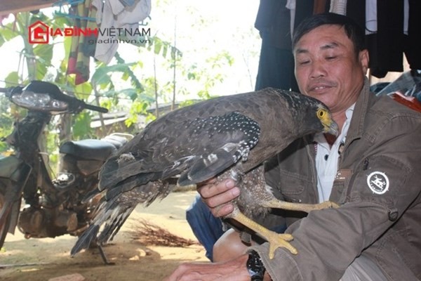 Tháng 2/2013, trong một lần đi làm rẫy, ông Lê Hồng Phận (xã Kỳ Thượng, Kỳ Anh, Hà Tĩnh) phát hiện một tổ chim nằm trên mặt đất. Trong tổ có một con chim non to gần bằng nắm tay người, chưa mọc lông.