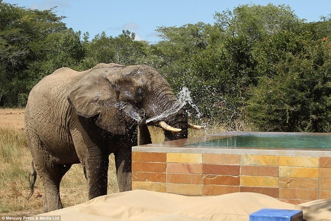 Sự việc diễn ra trong khu nghỉ dưỡng Phinda Private Game Reserve, KwaZulu-Natal, Nam Phi.