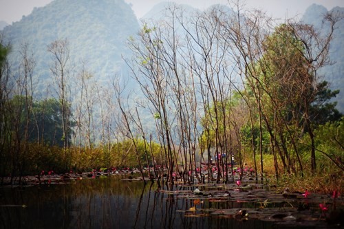 Nếu như trước đây chùa Hương chỉ đông vào mùa lễ hội, thì vài năm gần đây, nhiều khách du lịch đã chọn đến chùa Hương vào mùa thu để ngắm cảnh  hoa súng nở hồng rực trên suối Yến.