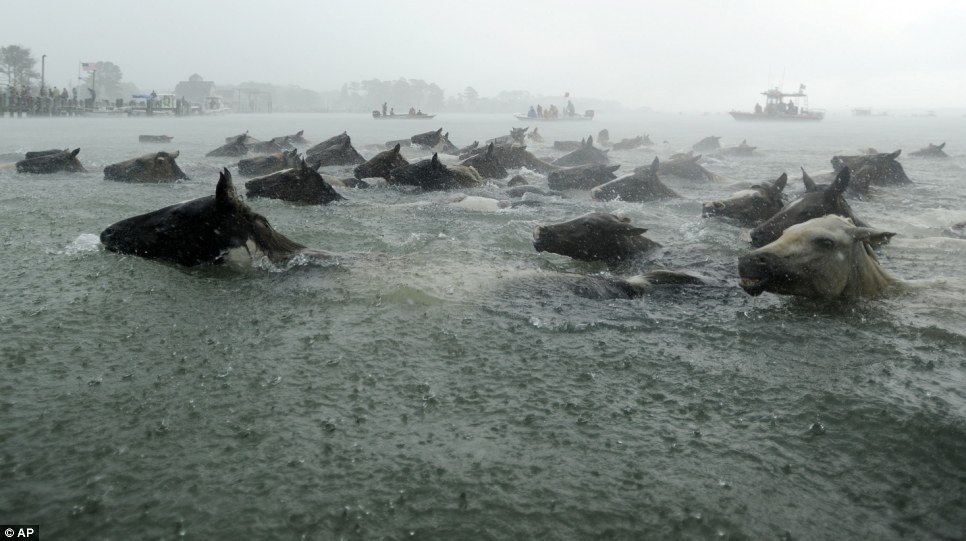 Sự kiện diễn ra ở bờ biển phía Đông của Virginia (Mỹ), đàn ngựa sẽ bơi qua con kênh Assateague.