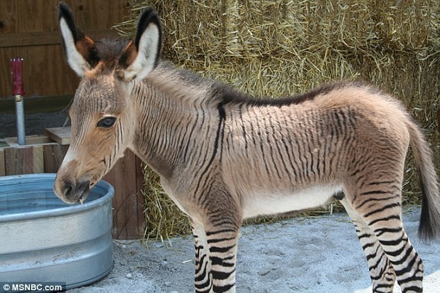 Một chú Zonkey, động vật lai giữa ngựa và lừa mới được sinh ra ở một khu bảo tồn động vật ở Florence, Italy.