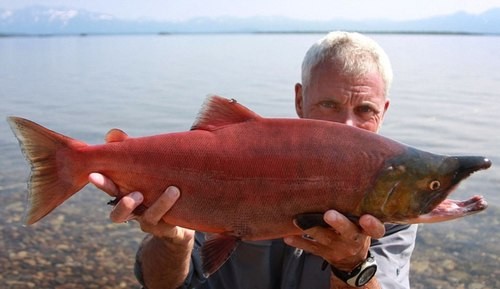 Cá Sockeye Salmon bắt được trên sông Kvichak, Alaska.