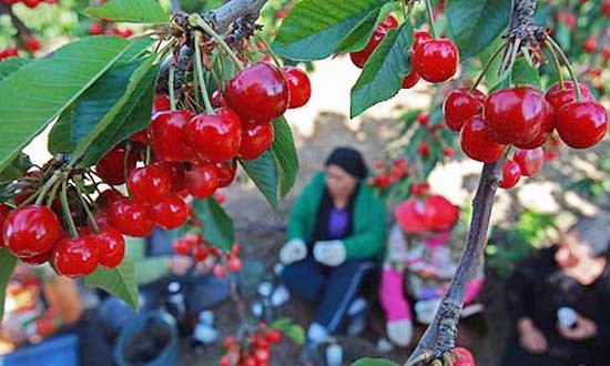 Với giá trị dinh dưỡng cao, quả cherry được nhập khẩu vào Việt Nam từ Mỹ, Australia, Canada. Mùa vụ thu hoạch cherry chín thường vào mùa hè ở Mỹ từ tháng 5 tới tháng 9, mùa thu bắt đầu từ cuối tháng 11 đến giữa tháng 2 tại Australia.