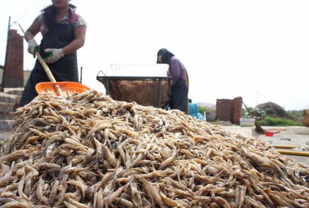 Để chụp được những hình ảnh về quá trình nhuộm màu của tôm khô trước khi tung ra thị trường, các phóng viên đã mất 2 tháng nằm vùng tại thành phố Rongcheng, tỉnh Sơn Đông, Trung Quốc.