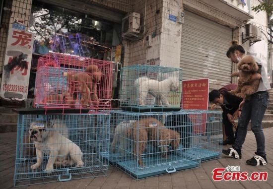 Những chiếc lồng xếp hàng dài bên ngoài một  cửa hàng làm đẹp cho thú cưng ở Nam Bình, thành phố Trùng Khánh, Trung Quốc, ngày 15/2.