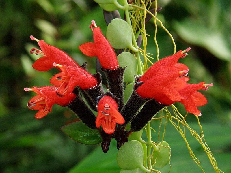 1. Cây son môi (tên khoa học Aeschynanthus radicans): Đây là một trong những  cây cảnh nên trồng trên vườn tường bởi nó có thể sinh trưởng và phát triển rất tốt ngay cả ở trong nhà hay ngoài trời.