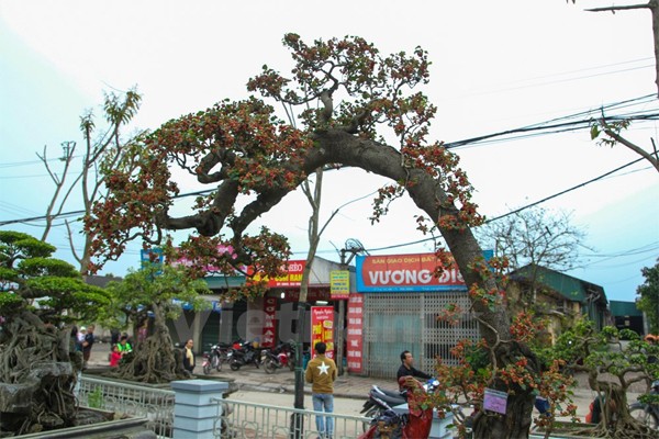 Trong hội chợ xuân xã Ninh Hiệp (Gia Lâm, Hà Nội), nhiều du khách được dịp thưởng lãm một  cây dâu cảnh cực kỳ đặc biệt.