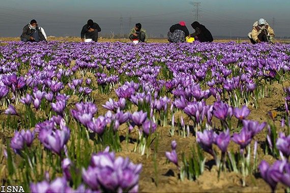 Saffron được lấy từ  nhụy hoa nghệ tây trồng ở Morocco và Iran. Mỗi cây nghệ tây có khoảng 3 đến 4 hoa, mỗi hoa lại có 3 nhụy phủ phấn hoa nằm giữa bông hoa. Do đó, việc thu hoạch được 1 kg Saffron sẽ mất rất nhiều thời gian và công sức.