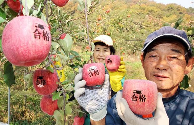 Ban đầu, Hàn Quốc phát triển  quả táo hình vuông với các dòng chữ khắc "thi đậu" hoặc "may mắn" và coi đó như những lời chúc cho các em học sinh tham dự kỳ thi đại học ở xứ sở này.