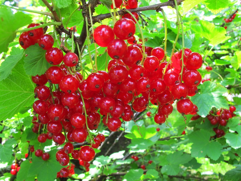  Quả mọng Red currant có nguồn gốc ở phần phía tây châu Âu (Bỉ, Anh, Pháp, Na Uy, Thụy Điển, Đức, Hà Lan, miền Bắc nước Ý, phía Bắc Tây Ban Nha, Bồ Đào Nha và Ba Lan).