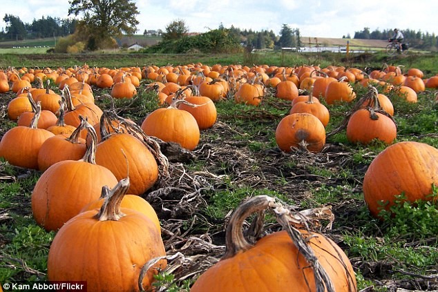 Theo như cảnh báo mới đây của nhà cung cấp bí ngô lớn nhất nước Anh, giá  đèn bí ngô Halloween năm nay có thể tăng đáng kể bởi sự thiếu bí làm đèn.