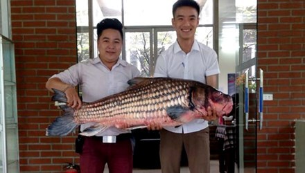 Anh Đỗ Hoàng Việt, chủ nhà hàng này cho biết, con  cá Hô quý hiếm nặng khoảng 32kg được mua với giá 50 triệu đồng.