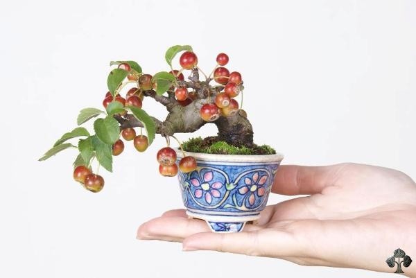  Bonsai cây ăn quả cherry mini siêu dễ thương.