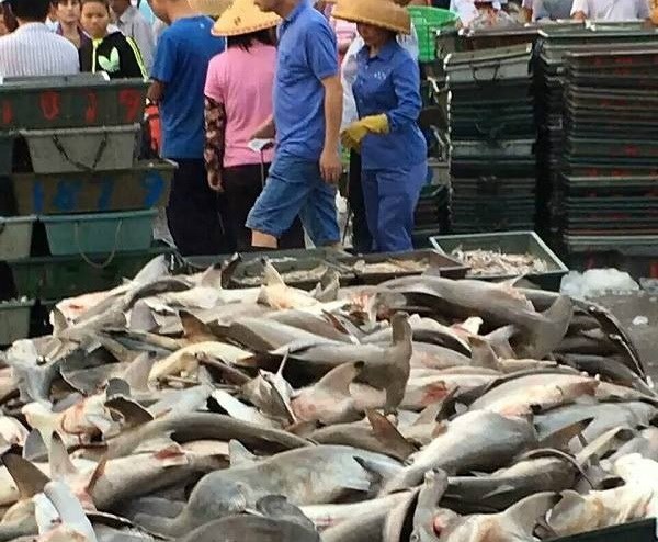 Hàng trăm con  cá mập đầu búa đã chết chất thành đống và được bày bán la liệt với giá rẻ như bèo, chỉ 20 tệ (khoảng 70.000 đồng)/kg.