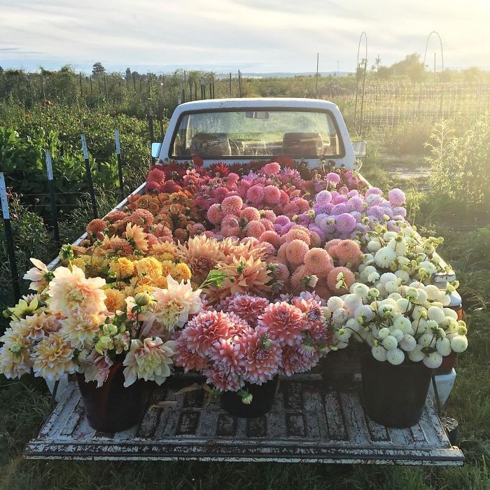 Qua những bức ảnh tuyệt đẹp, Erin Benzakein,  chủ siêu thị hoa Floret Flowers Market ở Skagit Valley, Washington (Mỹ) đã cho thấy việc thu hoạch và bán hoa thực sự là một công việc tuyệt vời.