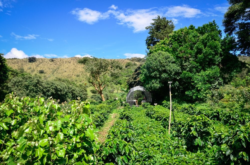 Đây là trang trại cà phê Cafe Monteverde ở Costa Rica. Nơi này cung cấp cà phê arabica nguyên liệu hầu hết các nhà máy trong nước, chiếm khoảng 75% lượng cà phê của thế giới.