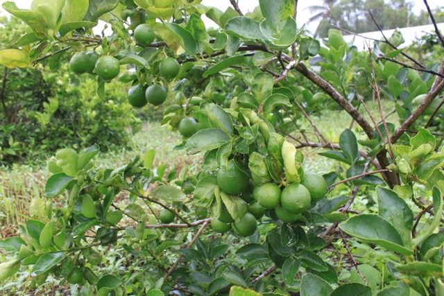 Chanh không hạt dễ trồng, ít bị sâu bệnh lại cho trái quanh năm, thời gian từ trồng đến thu hoạch là 18 tháng. Ưu điểm của loại  trái cây không hạt này là khỏe mạnh, lá lớn, không gai, trái chùm, trái chanh to có vỏ mỏng, không hạt, nhiều nước, vị chua mùi thơm. Ảnh: Zing.