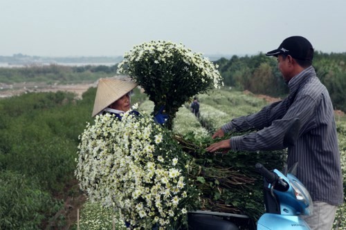 Cuối Thu đầu Đông là thời điểm cúc họa mi nở rộ, những vườn hoa nổi tiếng tại Hà Nội như Nhật Tân, Tây Tựu đã bung nở. Nhiều chủ vườn  cúc họa mi đang hối hả thu hoạch hoa để mang đổ buôn cho các thương lái. Nhờ hoa cúc được mùa, được giá, nhiều chủ vườn thu lãi hàng trăm triệu đồng. Ảnh: Dân Việt.