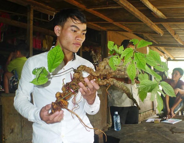 Anh Hồ Văn Chiêu, trú tại làng Tu Ton, thôn 4, xã Trà Linh, huyện Nam Trà My, Quảng Nam, là người may mắn phát hiện được cây sâm Ngọc Linh hơn 100 năm tuổi (củ sâm có 100 đốt, mỗi đốt tương ứng với 1 tuổi). Ảnh: Vietnamnet.