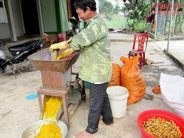 Trồng và chế biến tinh bột nghệ là một nghề sản xuất thực phẩm đặc trưng của Nghệ An mang lại khoản thu nhập khá cao lên tới hàng tỷ đồng cho nhiều hộ nông dân trên địa bàn tỉnh. Ảnh: Báo Nghệ An.