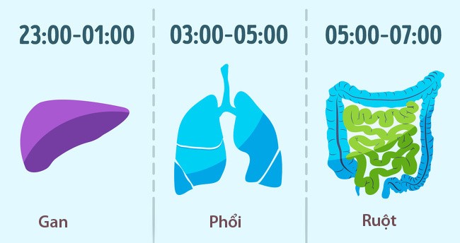 Thời gian lý tưởng để ngủ là từ 22h đến 6h: Các bác sĩ Trung Quốc cho rằng chúng ta nên đi ngủ từ 22h đến 6h nếu muốn  sống lâu hơn. Đây là thời điểm phục hồi của các cơ quan trên cơ thể.