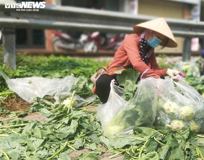 Dịch COVID-19 bùng phát khi cánh đồng trồng rau vụ đông ở tỉnh Hải Dương đang đến kỳ thu hoạch. Hàng loạt nông sản như cà chua, su hào, bắp cải, súp lơ, cà rốt… bị mắc kẹt, không thể tiêu thụ.