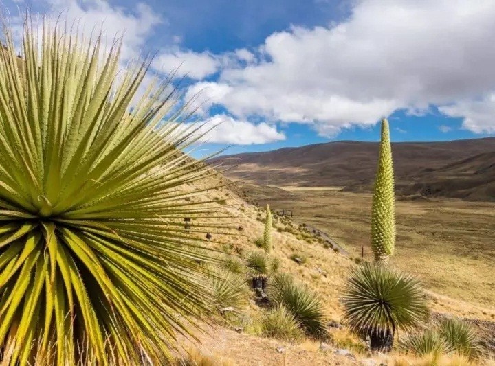 Vườn quốc gia Huascaran nằm ở vùng Ancash của Peru, cách Lima 443 km về phía Đông Bắc. Khu bảo tồn có 660 sông băng và 300 hồ băng trên 340.000ha, tạo ra một nơi trú ẩn tuyệt vời cho các loài động vật hoang dã.