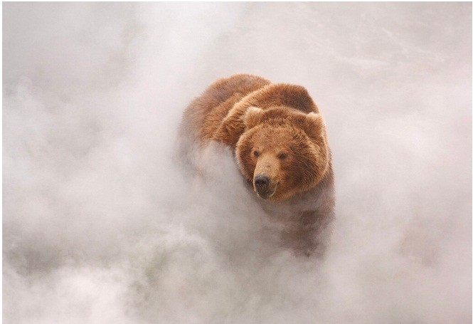 Theo RBTH, Khu bảo tồn thiên nhiên bang Yuzhno-Kamchatskiy ở phía Nam Kamchatka của Nga, có mật độ  gấu nâu cao nhất trên thế giới. Nơi đây có khoảng 2.000 con gấu trong một khu vực tương đối nhỏ.