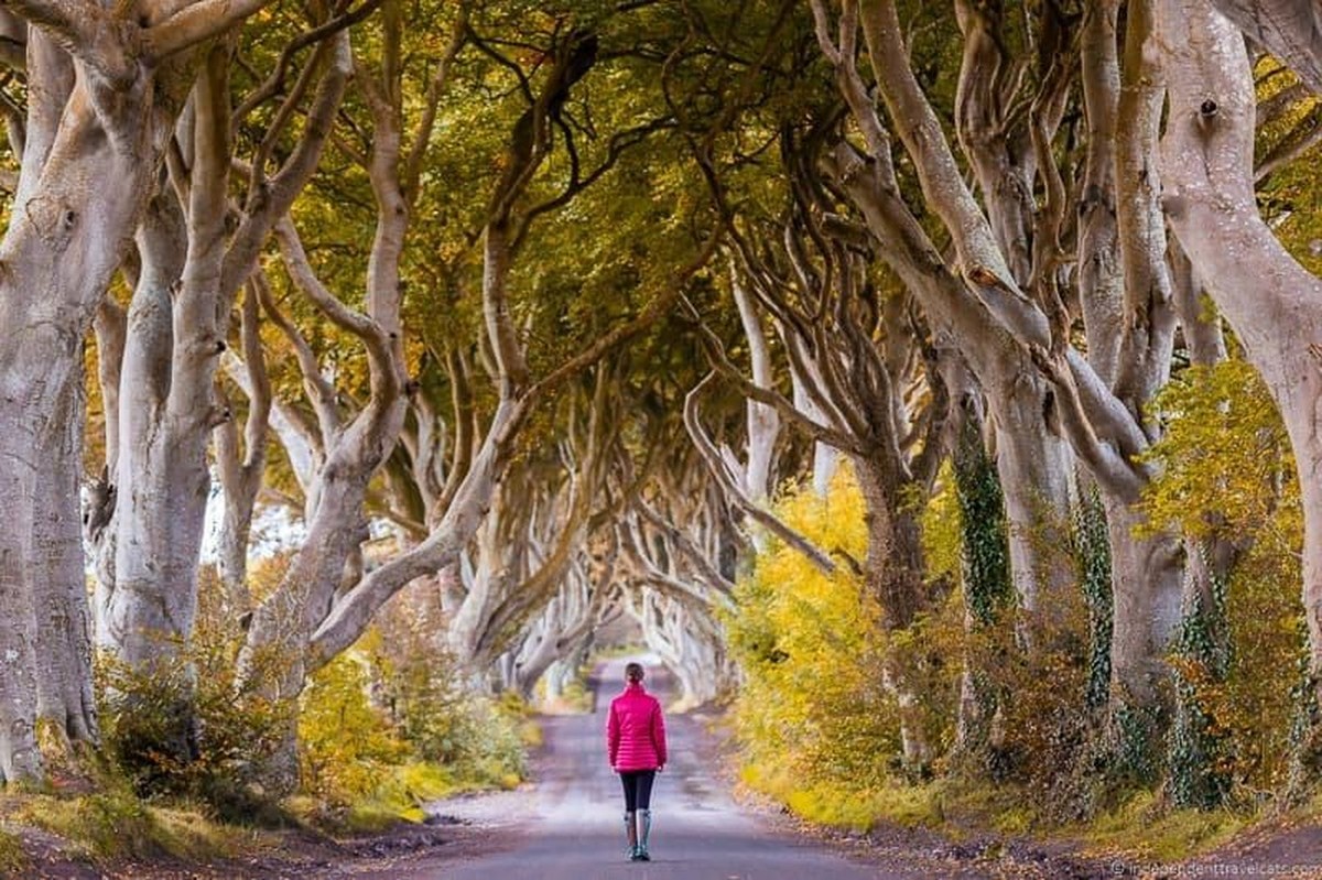 Con đường Dark Hedges ở Bắc Ireland: Đây là một trong những con đường đẹp nhất thế giới, được check in rất nhiều trên Instagram. Với hàng cây cổ thụ có tuổi đời lên đến hàng trăm năm, cảnh đẹp ở đường Dark Hedges như cổ tích giữa đời thực.