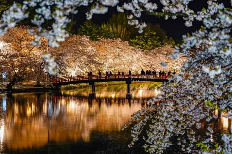 Công viên Hirosaki: Khung cảnh hoa anh đào tại tháp Hirosaki được ví như một tấm thảm hồng, càng trở nên lung linh hơn về đêm trong ánh đèn màu lấp lánh. Ảnh: Istock.