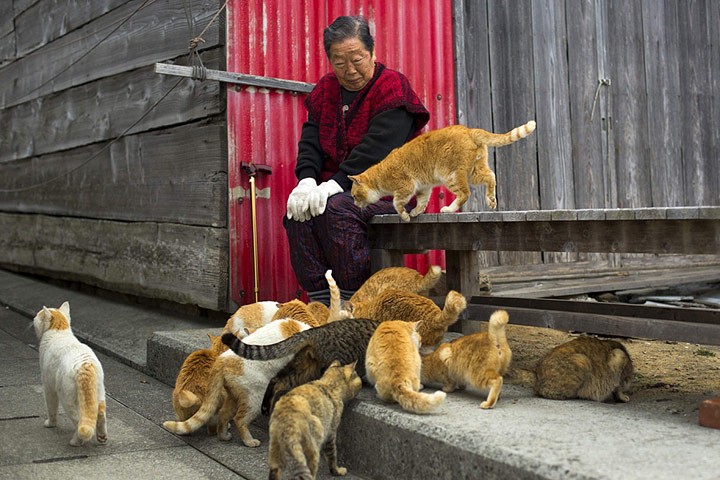 Đảo mèo Tashirojima: Nhật Bản có tới 13 đảo mèo. Tuy nhiên, nổi tiếng nhất trong số các  hòn đảo động vật đó là đảo Tashirojima. (Ảnh: IT)