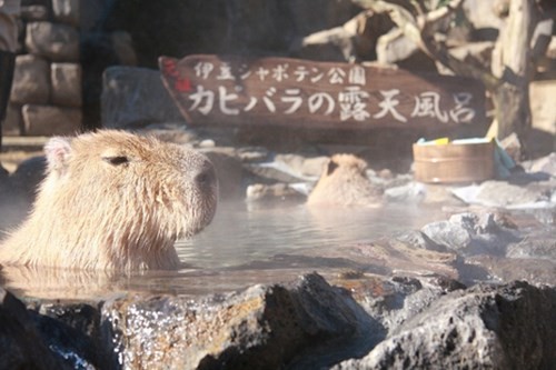 Việc cho  đàn chuột khổng lồ Capybara tắm nước nóng đã trở thành truyền thống của công viên Izu Shaboten Park (quận Shizuoka, Nhật Bản) suốt 30 năm qua. Hình ảnh những con chuột lang khổng lồ lim dim thư giãn trong suối nước nóng đã thu hút sự chú ý của rất nhiều du khách đến thăm công viên này.