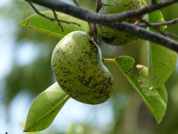 Cây Manchineel được mệnh danh là loài  cây nguy hiểm nhất hành tinh bởi lượng độc chết người và cách truyền độc có một không hai của nó. Cây Manchineel là một loại cây vùng nhiệt đới, được tìm thấy ở vùng Nam Florida (Mỹ), vùng biển Caribbean hay phía Bắc của Nam Mỹ.