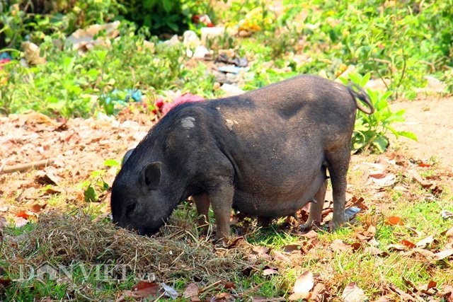 Mất gần một ngày ròng rã lội bộ, băng qua những cánh rừng già và nhiều cung đường khúc khuỷu, chúng tôi mới đặt chân đến làng Canh Tiến. Một cảnh tượng thú vị hiện ra trước mắt, khi hàng trăm chú heo màu đen nhẻm chạy lông nhông ngoài đường và vô tư bước đi ngay trên thềm nhà. Đây đều là heo của người dân trong làng nuôi và họ gọi với cái tên thân thương là  heo làng.