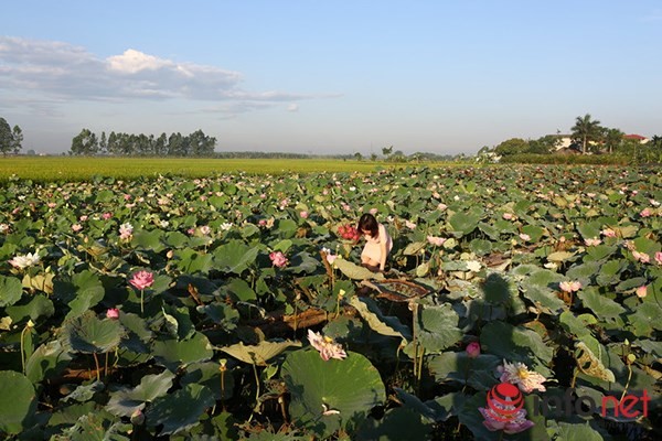 Thuộc huyện Thanh Trì (Hà Nội),  đầm sen Ninh Xá không quá rộng nhưng được nhiều người biết đến khi có rất nhiều loại sen quý trong một đầm.