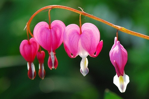 10. Hoa Ti-gôn Hoa Ti-gôn có tên tiếng Anh là Bleeding Heart (Nghĩa: Trái tim rỉ máu), nhiều nơi còn gọi là Huyết tâm hoa. Sở hữu cái tên độc đáo như vậy chủ yếu do hình dáng những bông hoa giống như trái tim. Đài  hoa đẹp lạ này bên trong rủ xuống trông như những giọt lệ ứa ra từ trong tim. Hoa Ti-gôn có nhiều ở Siberia, miền bắc Trung Quốc, Hàn Quốc và Nhật Bản.