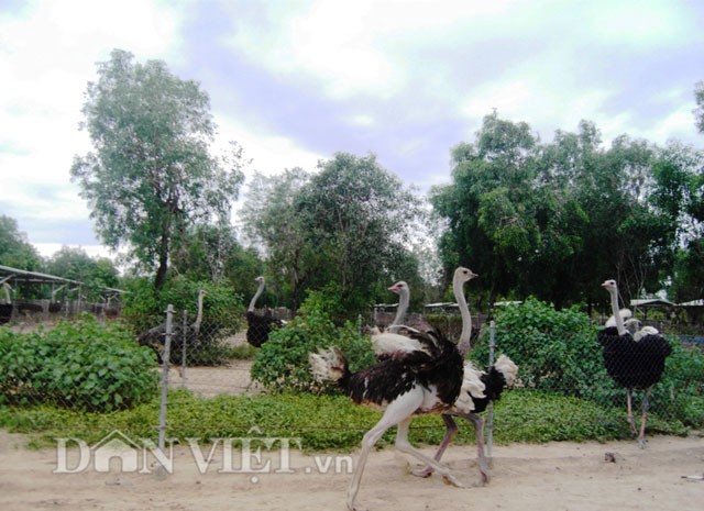 Anh Ngô Văn Tưởng – Trưởng phòng kỹ thuật Trung tâm đà điểu Ninh Hòa cho biết: Chim đà điểu có tính nhút nhát, chúng thường sinh sống theo bầy đàn. Khi di chuyển chuồng nuôi hoặc gặp các tác nhân khác bên ngoài sẽ làm cho đà điểu hoảng khiến dễ bị gãy chân, xoạc chân, xoắn ruột. Đặc biệt,  chăn nuôi đà điểu gần khu vực đường đi có nhiều xe chạy qua lại phát ra tiếng ồn kèm ánh sáng đèn làm cho đà điểu hoảng loạn rất dễ gây ra tai nạn.