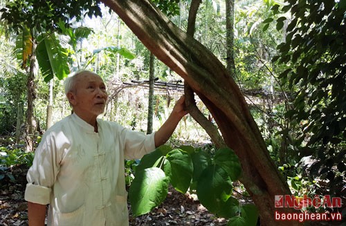 Làm nghề thuốc nam, ông Hưng đặc biệt quan tâm đến nguồn dược liệu, nhất là trước tình trạng khai thác tận diệt để bán cho thương lái Trung Quốc, vì vậy trên toàn bộ diện tích 7 sào ông giành trọn để trồng dược liệu. Tính đến nay, trong  vườn cây dược liệu gia đình ông có trên 300 vị thuốc (Trong ảnh là cây huyết đằng trên 30 năm, là vị thuốc chuyên trị các bệnh về xương khớp)