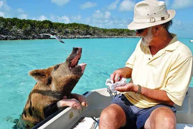 Đảo lợn, quần đảo Bahamas: Đ iểm đến tuyệt vời trên thế giới này là nơi duy nhất ở Caribbe mà bạn có thể bơi cùng các ngôi sao mà không phải trả một xu, vì những ngôi sao này không hề biết mình nổi tiếng. Đó là những chú lợn sống trên đảo. Chúng bơi rất giỏi, thân thiện và thường xin ăn du khách. Ảnh: Forbes.