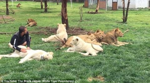  Chú hổ này tên là Aztlan. Nó được nuôi dưỡng tại vườn bách thú Black Jaguar White Tiger ở thành phố Mexico. Mới đây, chú hổ Aztlan này đã trở nên nổi tiếng trên mạng xã hội nhờ hành động tình nghĩa của nó đối với người đàn ông chăm nom cho nó hằng ngày tên là Eduardo Serio.