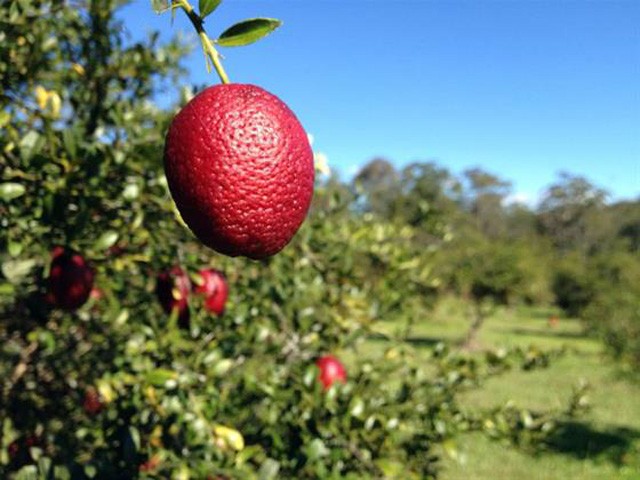  Chanh đỏ hay còn gọi là chanh máu có tên gọi Red Lime hoặc Blood Lime được trồng nhiều, cho năng suất cao và đem lại giá trị kinh tế lớn ở Úc.