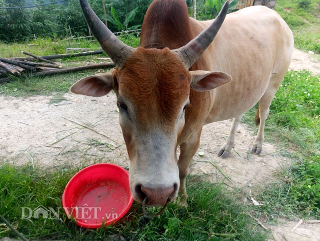  Bò vàng được người Mông ở huyện miền núi Kỳ Sơn (Nghệ An) nuôi từ rất lâu. Theo ông Hờ Bá Xồng – Phó Chủ tịch Hội Nông dân xã Huồi Tụ, giống bò vàng này còn được gọi là “bò Mông” vì nó đã theo chân người Mông từ những cuộc thiên di từ phương Bắc xuống cách đây 200 năm về trước. Giống bò này được ví như những “lực sĩ leo núi” bởi chúng có thân hình săn chắc, to lớn, có khả năng leo núi trong mọi địa hình để tìm kiếm thức ăn.