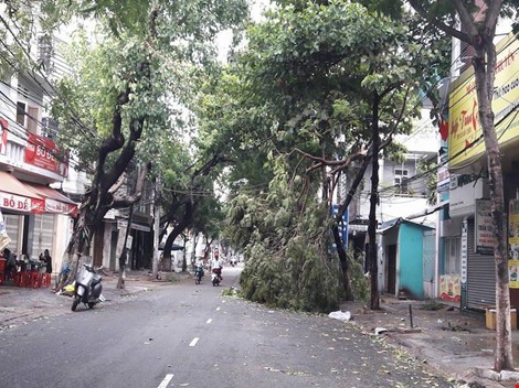 Cây gãy trên đường sau  bão số 4. Ảnh: C.Th