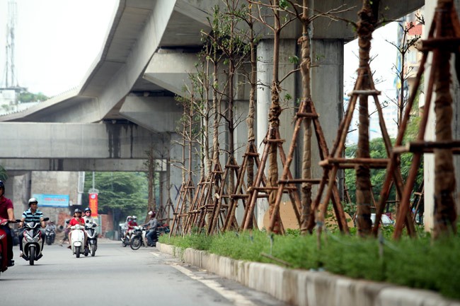 Hàng trăm cây bàng lá nhỏ vừa được trồng dưới chân đường sắt trên cao ở phố Hoàng Cầu và phố Yên Lãng (Đống Đa, Hà Nội)