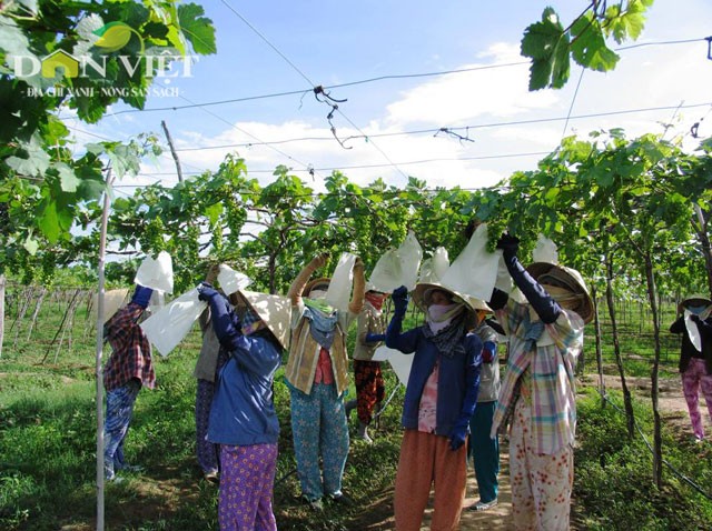 Ông Nguyễn Văn Mọi – chủ trang trại  nho Ba Mọi (thôn Hiệp Hòa, xã Phước Thuận, huyện Ninh Phước, Ninh Thuận) được biết đến như một nông dân điển hình làm giống nho tươi, ngon và sạch. Trang trại nho của ông Mọi đang thực hiện khá thành công quy trình trồng nho theo tiêu chuẩn VietGAP. Hiện, trang trại đang cung cấp bình quân 150 – 200 tấn nho tươi cho thị trường TP.HCM và Hà Nội. Ngoài ra, ông cũng đang thử nghiệm quy trình dùng bao để bọc những chùm nho xanh cho vườn nho và kết quả ban đầu rất khả quan.