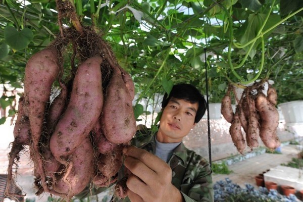 Chúng ta thường biết rằng khoai lang trồng dưới đất. Thế nhưng, trong thời gian gần đây các "nông dân thành thị" đang "sốt rần rần" lên vì những giàn khoai lang "cực khủng" treo "lủng lẳng" trong không khí được trồng theo phương pháp thủy canh, vốn đã được thử nghiệm thành công ở nhiều nơi. Kĩ thuật trồng  khoai lang leo giàn này cho ra các chùm khoai rất sai và chắc quả, đồng thời giàn khoai lang xum xuê còn có thể giúp không gian nhà phố luôn xanh tươi và mát mẻ.