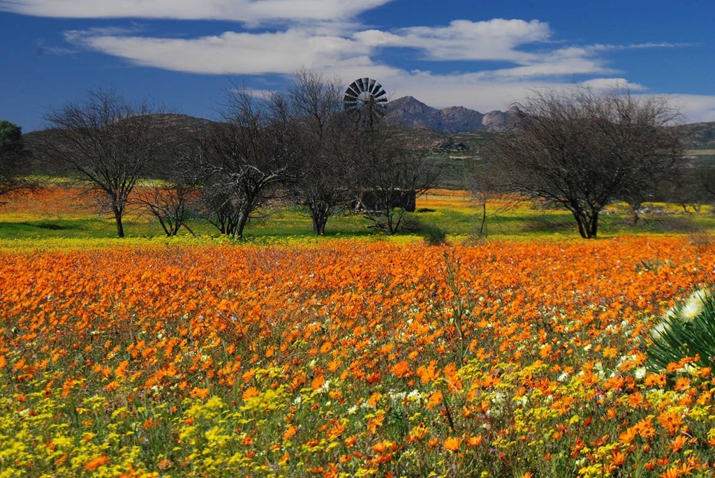 Namaqualand, Nam Phi/ Nambia  Nambia hầu hết quanh năm khô hạn nhưng sa mạc này lại sở hữu những dãy núi tím hồng tuyệt đẹp. Khi mùa xuân đến, Nambia thực sự là một thiên đường với những đốm hoa nhiều màu sắc khác nhau nở rộ dọc theo hàng trăm dặm trong những thung lũng. Ảnh: Landscapetours.co.za.